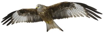 Greifvogelschau beim Falknereihof Haging