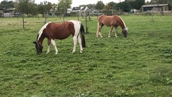 Reiten für Kinder ca. 5-12 Jahre