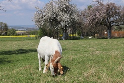 Streuobstziegen F&uuml;hrung