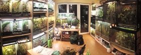 Stabschrecken im Terrarium und unter dem Mikroskop
