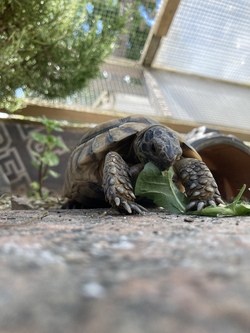 Schildkröten erleben