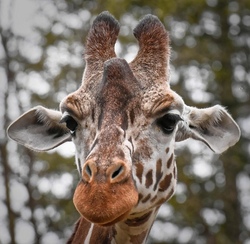 Exklusiv-Abendf&uuml;hrung im Tierpark Hellabrunn