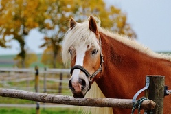 Spiel und Wissen am Reiterhof