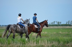 Spaziergang am Reiterhof mit 4 Hufen