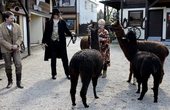 Tierische Begegnungen: Erlebnisreiche Stunden mit Pferden und Alpakas (1)