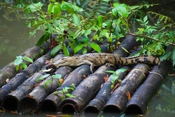 Erlebnisp&auml;dagogischer Flossbau