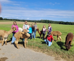 Alpakawanderung in Ammerfeld