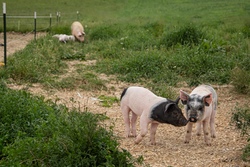 Schnitzeljagd und tierische Entdeckungen 08.08.