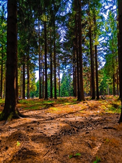 Märchenwanderung