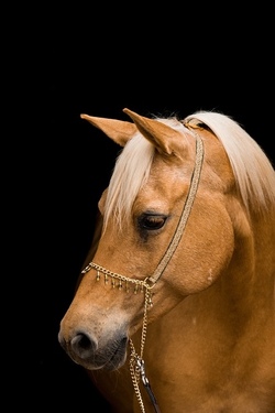 Reiten und Pferdekunde