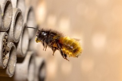 Maya und ihre wilden Schwestern, Ferienprogramm zum Thema Wildbienen 