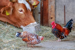 Deyers Hofeis - Ausflug auf den Bauernhof