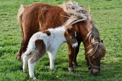 Ponyzeit im Advent Maxi