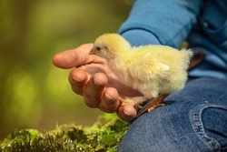 Leas Landzeit - Schickermooser Hofbesuch & Vogelfutter