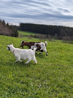 Spiel, Spaß und Yoga auf der PINI-Ranch
