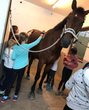 (Zusatztermin) Ein Vormittag auf dem Reiterhof