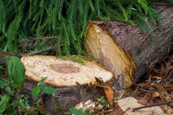 Woher kommt unser Holz – und wie werden Bäume am schnellsten groß? 