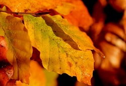 Natur im Herbst