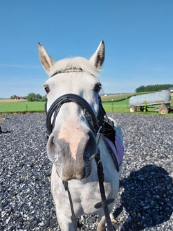 Schnupperstunde Ponyclub für die Kleinsten 2