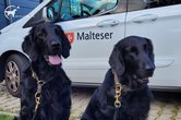 Der Hund - bester Freund des Menschen! 
