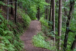 ABGESAGT! Erlebe den Wald - gemeinsam mit einem Förster