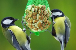 Vogelfutter im Blumentopf - gestalte eine Futterglocke