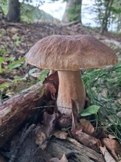 Pilzwanderung