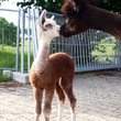 Nadelfilzen bei den Leonberger Alpakas (Die Anmeldung ist ab Mittwoch, 17. September um 08:00 Uhr geöffnet.)