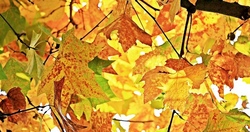 Ferienbetreuung Herbstferien