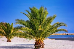 Palm Beach
