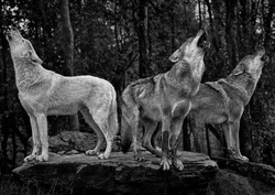 Dem Wolf auf der Spur