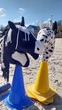 Hobbyhorse 