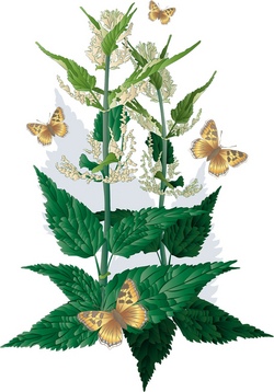 Kr&auml;uterwanderung der besonderen Art