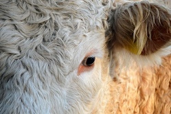 Workshop Kuh-le Sache! 