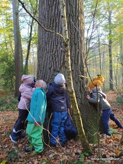 Werde zum Wald-Entdecker