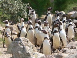 Ausflug zum Zoo-Rheine