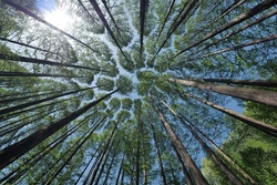 Wald spielerisch entdecken mit Bewegung