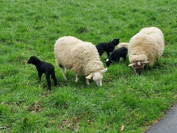 (Oster-)Lamm, nicht bel&auml;mmert. Einblicke in die Welt der Schafe auf dem Bauernhof Kleinloh Schuljahr 1.-2.