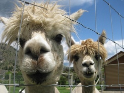 Wanderung mit Alpaka