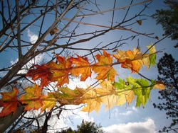Auch der Herbst hat sch&ouml;ne Farben