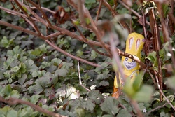 Osterspa&szlig; im Wald