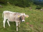 Bergabenteuer im Allg&auml;u
