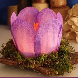 Krokuswindlichter (2)