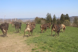Fr&uuml;hling auf dem Bauernhof 