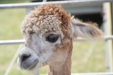 Alpaka-F&uuml;hrerschein I