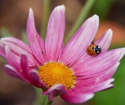 N&uuml;tzlinge - Die kleinen und gro&szlig;en Helfer im Garten