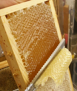 Bienen und das fl&uuml;ssige Gold