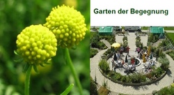 Ich pflanze meinen kleinen Garten