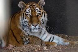 Wilde Tiere, gro&szlig;er Spa&szlig; - Besuch des Tierparks Str&ouml;hen