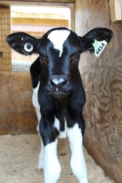 Wo kommt die Milch her?